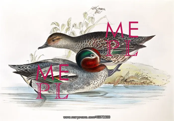 : Common Teal : Common Teal