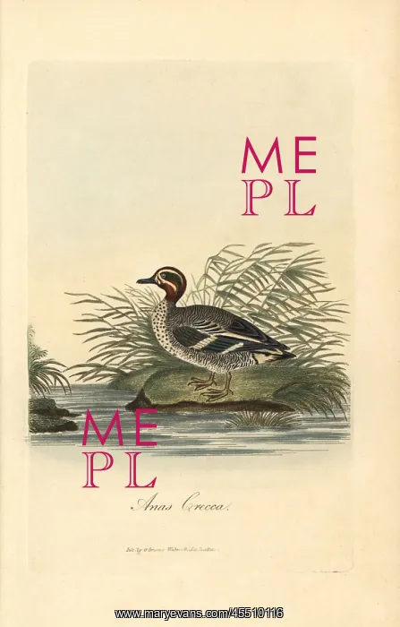 : Common teal, Anas crecca : Common teal, Anas crecca