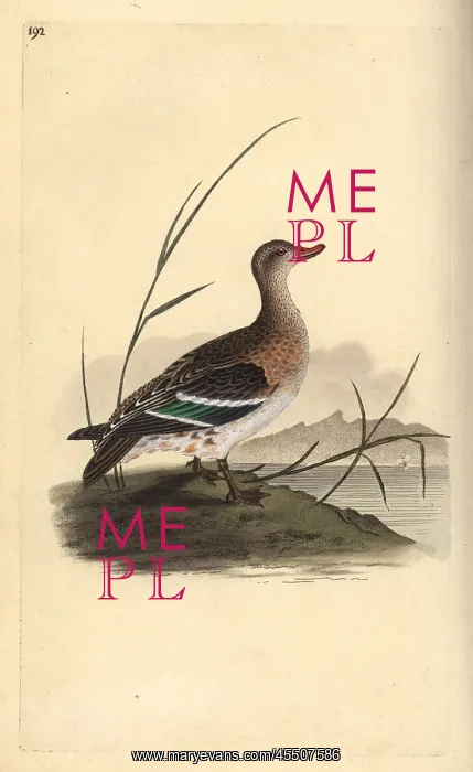 : Common teal, Anas crecca, female : Common teal, Anas crecca, female