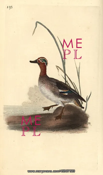 : Common teal, Anas crecca, male : Common teal, Anas crecca, male