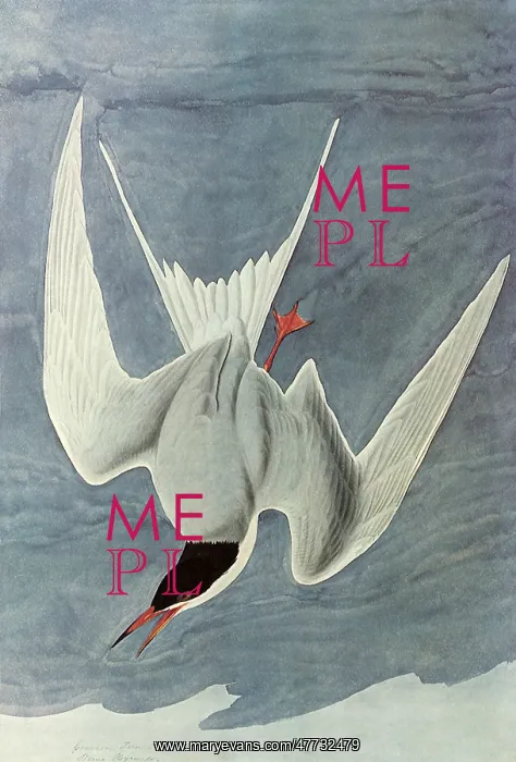  : Common Tern
