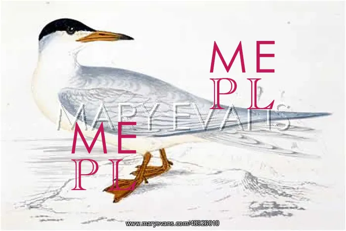  : COMMON TERN (MORRIS)