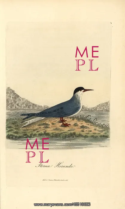 : Common tern, Sterna hirundo : Common tern, Sterna hirundo