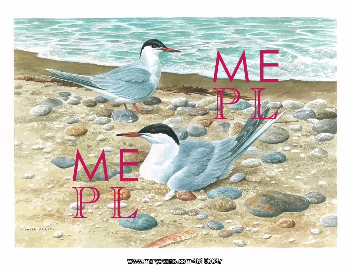  : Common Terns