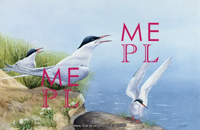  : Common Terns