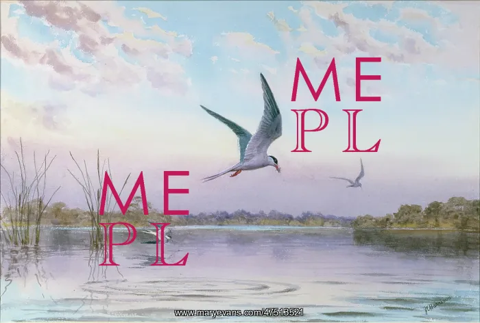 : Common Terns in Broadlands : Common Terns in Broadlands