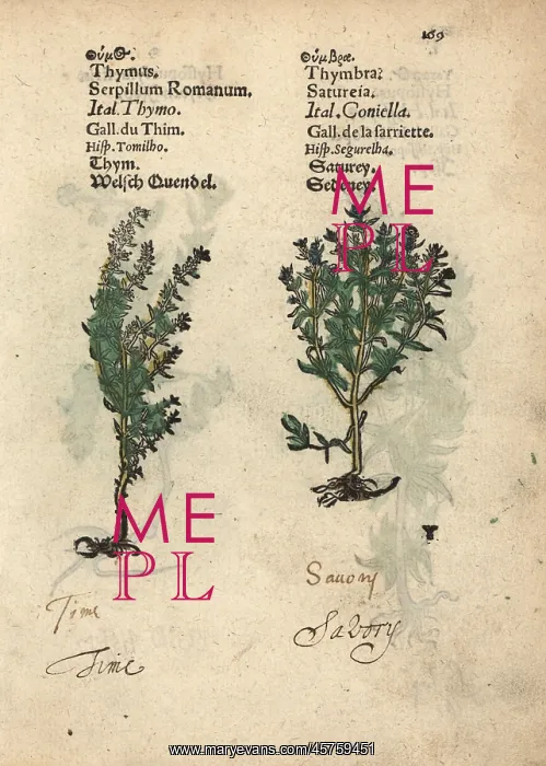 : Common thyme, Thymus vulgaris, and summer : Common thyme, Thymus vulgaris, and summer