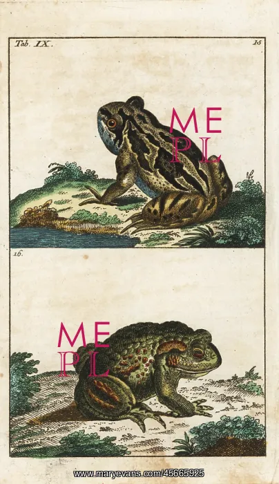 : Common toad, Bufo bufo : Common toad, Bufo bufo