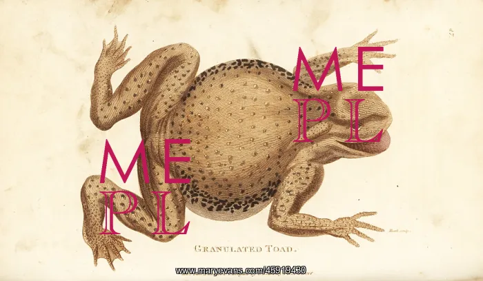 : Common toad, Bufo bufo (Granulated toad, Rana ventricosa) : Common toad, Bufo bufo (Granulated toad, Rana ventricosa)