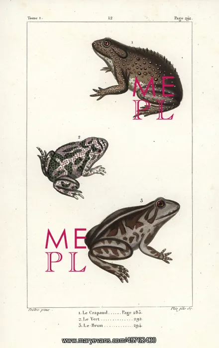 : Common toad, European green toad, and spadefoot toad : Common toad, European green toad, and spadefoot toad