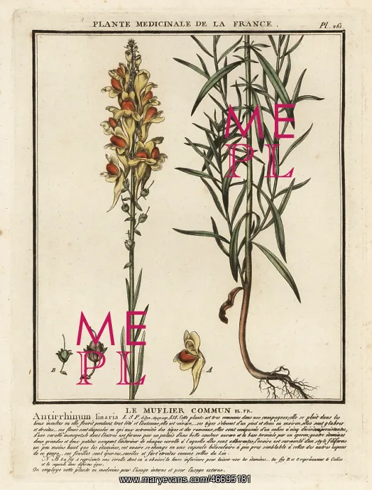 : Common toadflax, Linaria vulgaris : Common toadflax, Linaria vulgaris