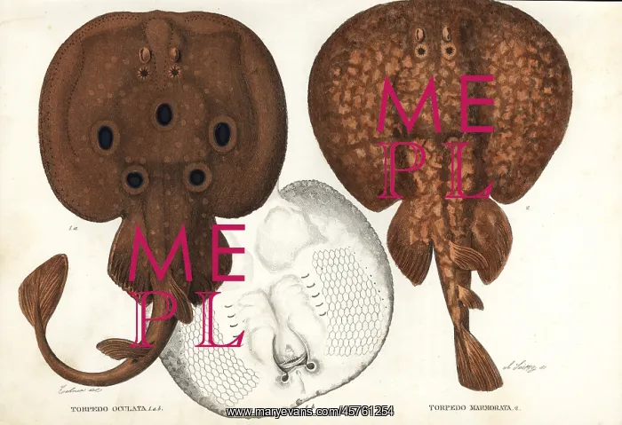 : Common torpedo and marbled electric ray : Common torpedo and marbled electric ray