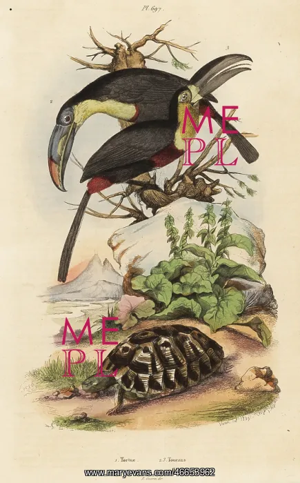 : Common tortoise, sulfur-breasted toucan and : Common tortoise, sulfur-breasted toucan and