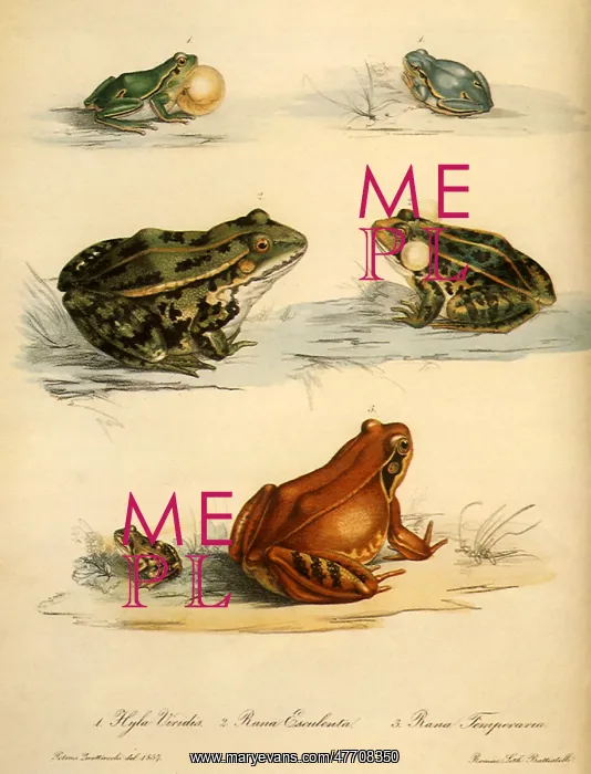 : Common Tree Frog, Edible Frog, Common Frog : Common Tree Frog, Edible Frog, Common Frog