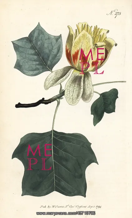 : Common tulip tree, Liriodendron tulipifera : Common tulip tree, Liriodendron tulipifera