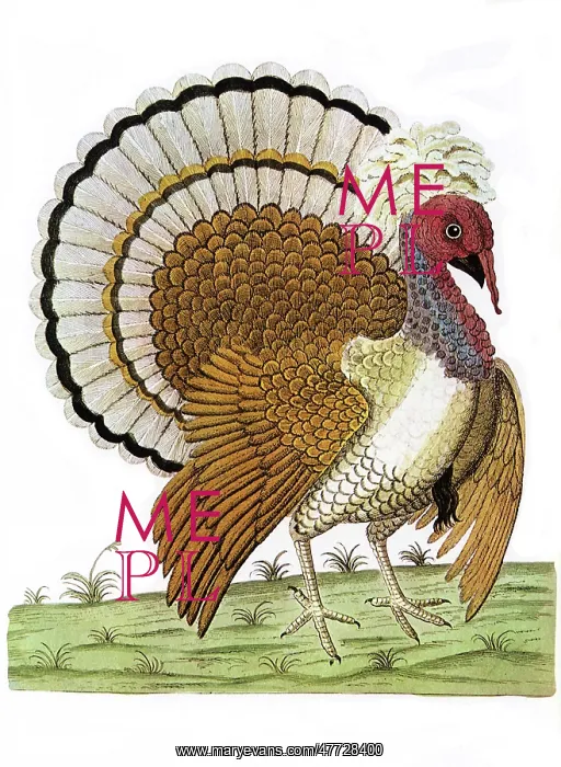  : Common Turkey, Meleagris gallopavo