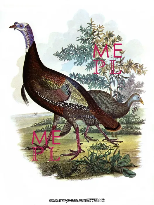  : Common Turkey, Meleagris Gallopavo