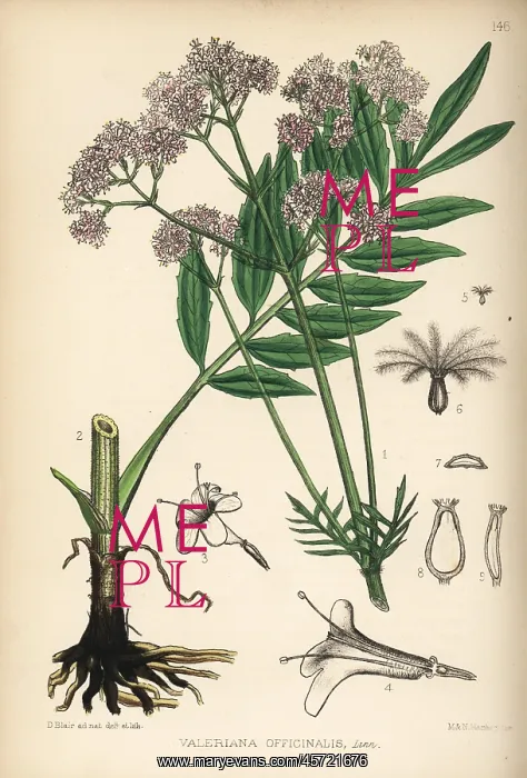 : Common valerian, Valeriana officinalis : Common valerian, Valeriana officinalis