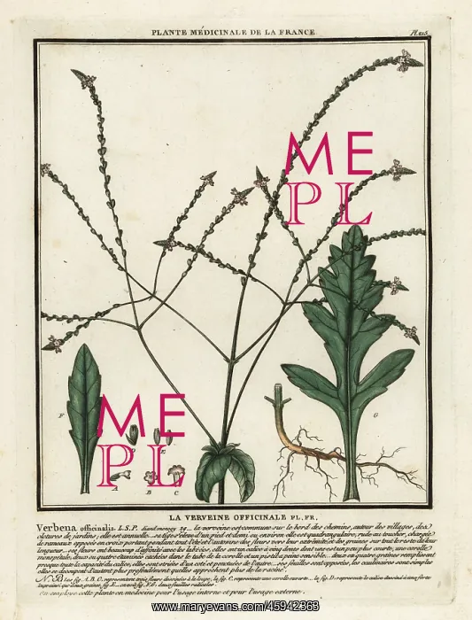 : Common vervain, Verbena officinalis : Common vervain, Verbena officinalis