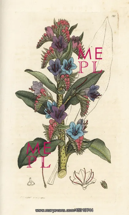 : Common viper's bugloss, Echium vulgare : Common viper's bugloss, Echium vulgare