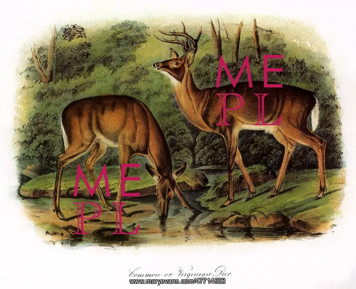  : Common Virginian Deer