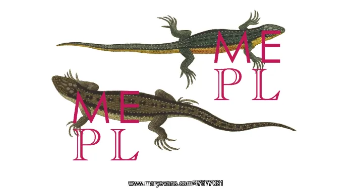 : Common or Viviparous Lizards : Common or Viviparous Lizards