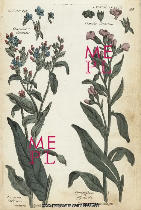: Common wall bugloss and houndstongue : Common wall bugloss and houndstongue