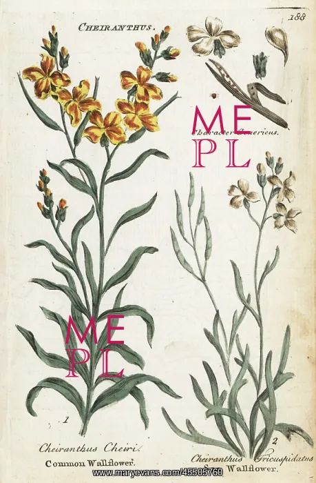 : Common wallflower and sea stock : Common wallflower and sea stock