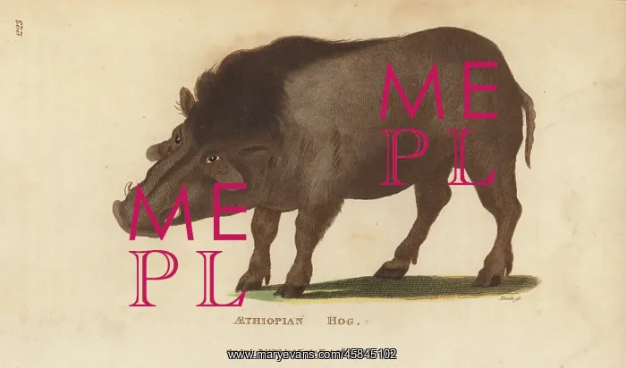 : Common warthog, Phacochoerus africanus : Common warthog, Phacochoerus africanus