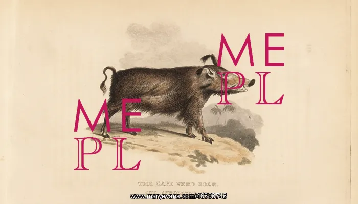 : Common warthog, Phacochoerus africanus : Common warthog, Phacochoerus africanus