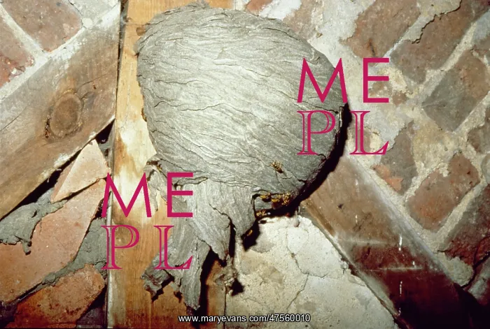 : Common wasp nest : Common wasp nest