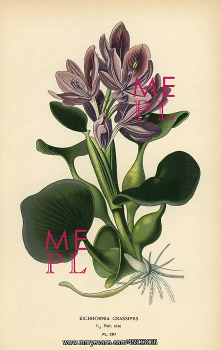 : Common water hyacinth, Eichhornia crassipes : Common water hyacinth, Eichhornia crassipes