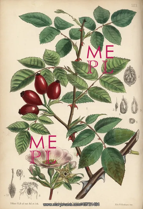 : Common wild rose, Rosa canina : Common wild rose, Rosa canina