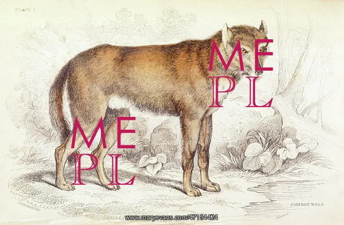 : Common wolf (Canis lupus) : Common wolf (Canis lupus)