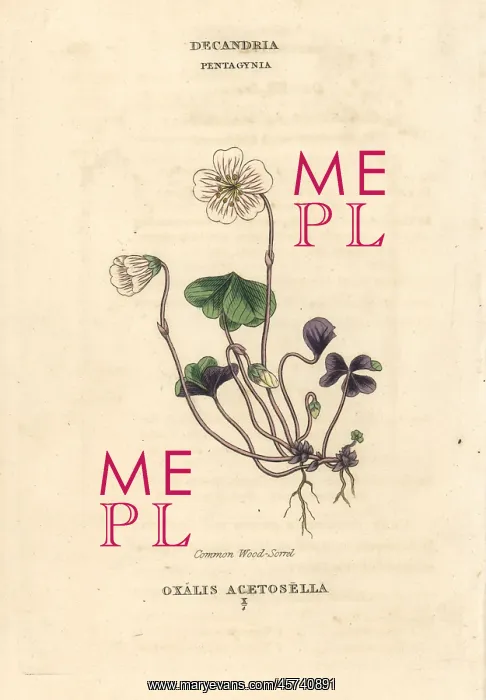 : Common woodsorrel, Oxalis acetosella : Common woodsorrel, Oxalis acetosella