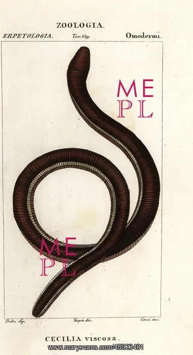 : Common yellow-banded caecilian, Ichthyophis glutinosus : Common yellow-banded caecilian, Ichthyophis glutinosus