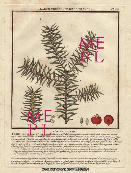  : Common yew tree, Taxus baccifera