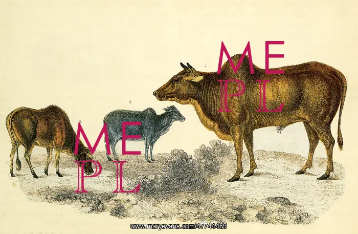  : The Common Zebu and Small Zebu