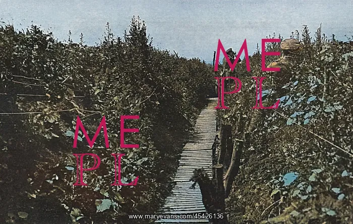 : A communication trench in bloom, WW1 : A communication trench in bloom, WW1