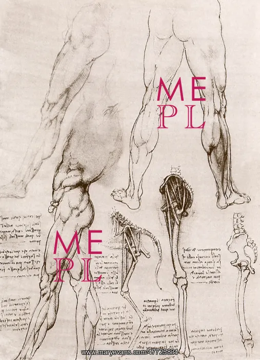 : Comparative Anatomy of a Human Leg and the Leg of a Dog : Comparative Anatomy of a Human Leg and the Leg of a Dog