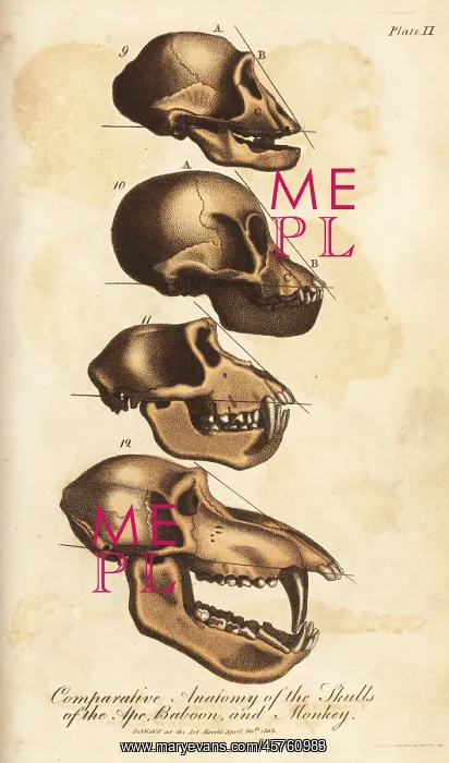 : Comparative anatomy of the skulls of the ape : Comparative anatomy of the skulls of the ape