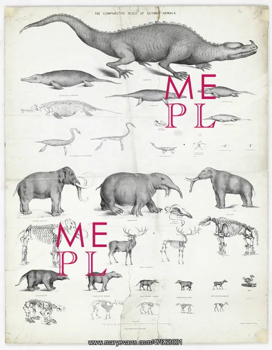 : The comparative sizes of extinct animals : The comparative sizes of extinct animals