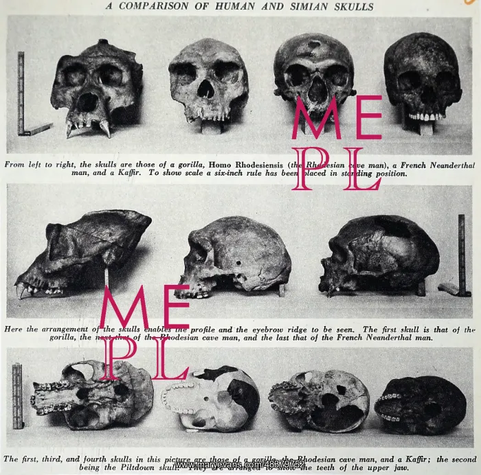 : Comparison of human and Simian skulls : Comparison of human and Simian skulls