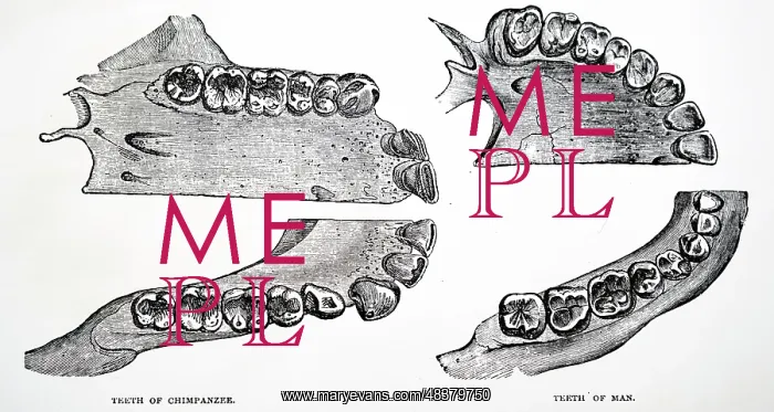 : Comparison of teeth of man and chimpanzee : Comparison of teeth of man and chimpanzee