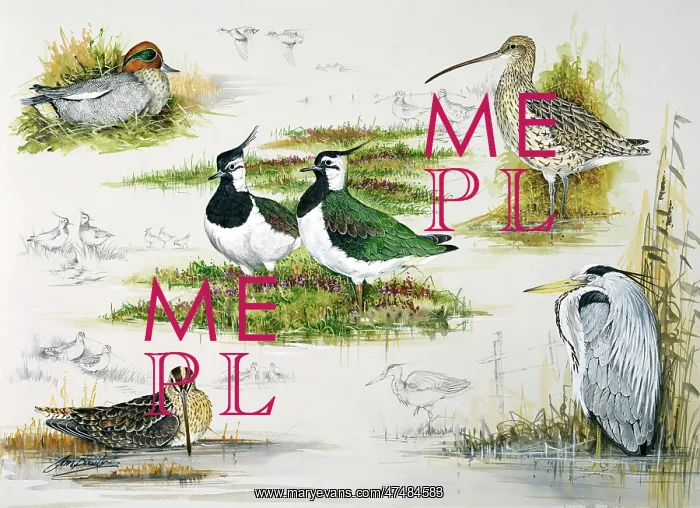 : Composite of Birds ' Curlew, Heron etc : Composite of Birds ' Curlew, Heron etc