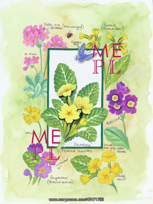  : Composite design of flowers