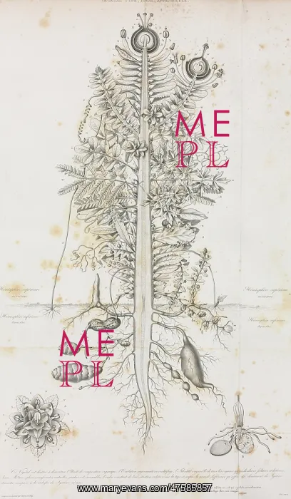  : Composite Plant illustration