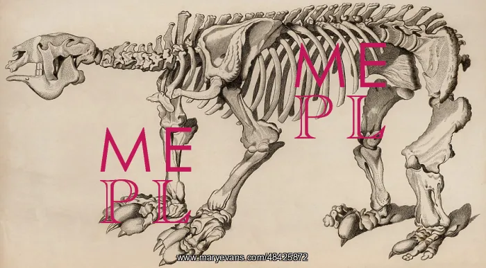 : Composite skeleton of a Megatherium (London, 1830) : Composite skeleton of a Megatherium (London, 1830)