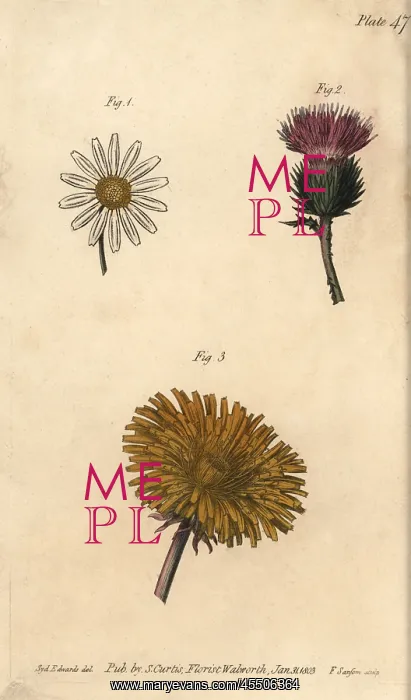 : Compound flowers: daisy Bellis perennis, thistle : Compound flowers: daisy Bellis perennis, thistle