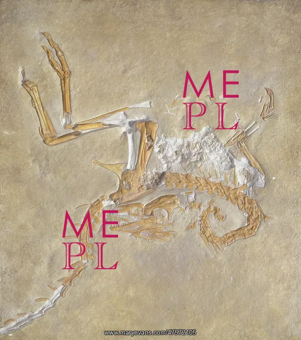 : Compsognathus : Compsognathus
